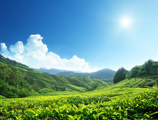 Fototapeta na wymiar Plantacja herbaty Cameron Highlands, Malezja
