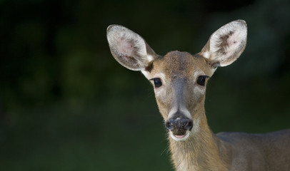 Staring deer