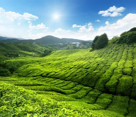 Behangcirkel Tea plantation Cameron highlands, Malaysia © Iakov Kalinin
