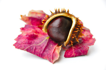 Marron