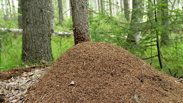 anthill