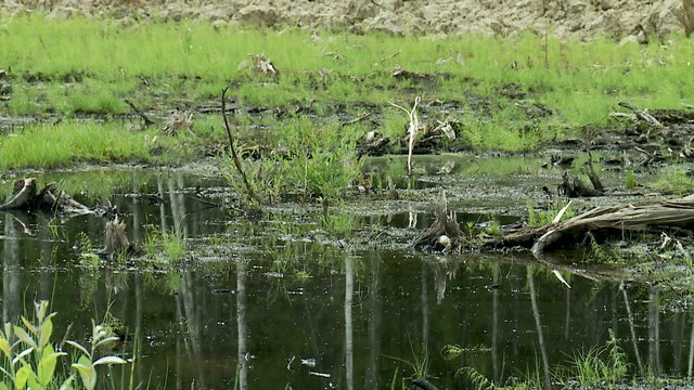 swamp