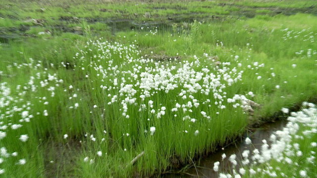 swamp