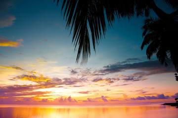 Fototapeta na wymiar Bliss Palm Ocean
