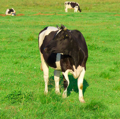 Grazing Producing Milk Cows