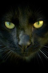 Eyes of a young black cat