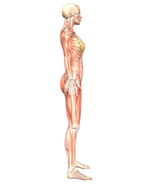Female Muscular Anatomy Semi Transparent Side View
