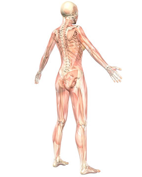 Female Muscular Anatomy Semi Transparent Angled Rear View