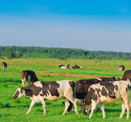 View Grazing Producing Milk