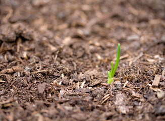 New growth