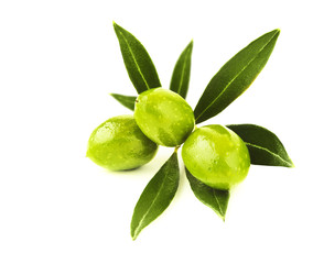 Branche d& 39 olives vertes fraîches