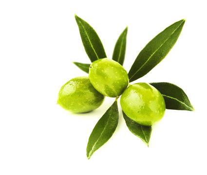 Fresh green olives branch