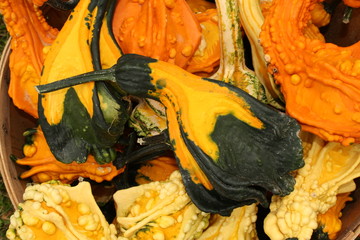 Gourds
