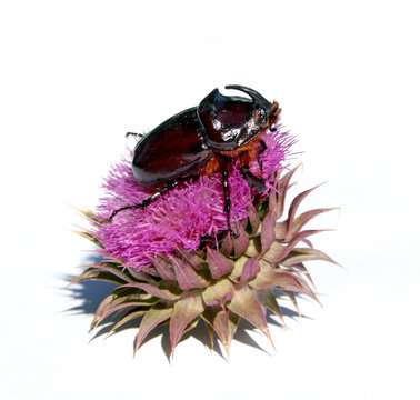 Rhinoceros beetle