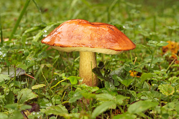 orange-cap boletus