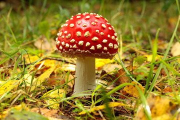 Amanita poisonous mushroom