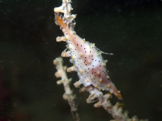 Allied Cowry - Aclyvolva sp.