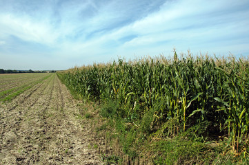 Corn Field