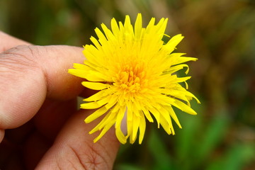 野菊花