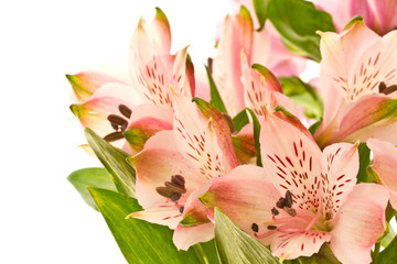 Obraz premium beautiful bouquet of pink flowers