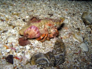 Anemone Hermit Crab - Dardanus pedunculatus
