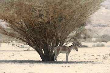 Onager