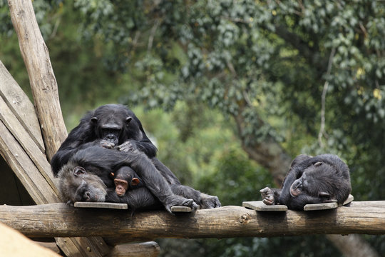 Sieste et &eacute;pouillage