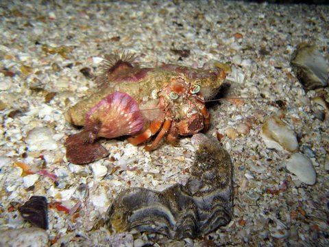 Anemone Hermit Crab - Dardanus pedunculatus