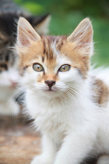 Малесенька