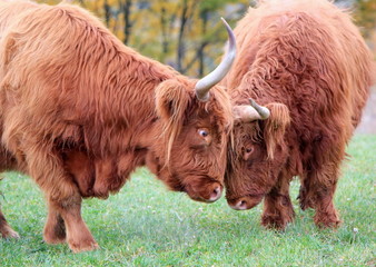 Fototapeta premium Highland cows fighting