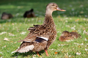 Mother duck and baby duckling
