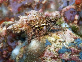 Obraz na płótnie Canvas Hermit Crab - lagopodes Dardanus