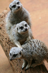 Three meerkats on the timber stare to visitors