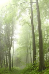 Fototapeta premium Path in the deciduous forest on a foggy spring morning