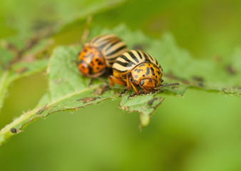 Fototapeta premium Colorado beetle
