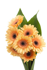 bunch of orange gerbera daisies