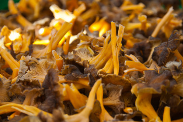 Yellow funnel chanterelles