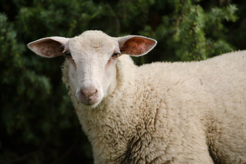 Naklejka premium Hausschaf, Sheep, Ovis orientalis aries