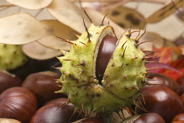 close up of chestnut
