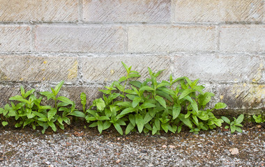 Weeds growing between wall and path