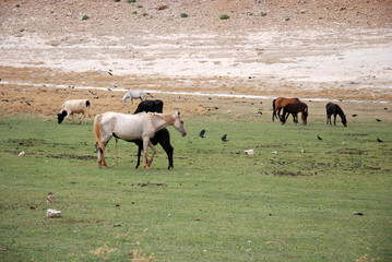 cavalli