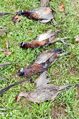 excludes of caught pheasants