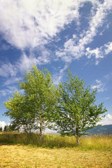 Landscape with birches in Carpathian mountains, Ukraine