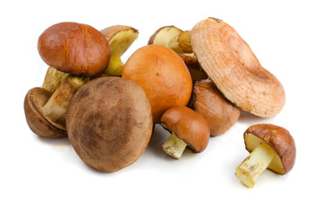 Various wild forest mushrooms