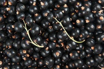blackcurrant