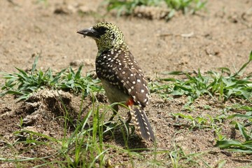 Ground Barbet