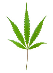 leaf of hemp
