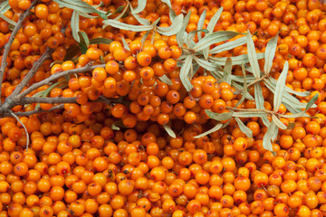 sea-buckthorn