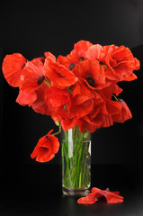 Bouquet of poppies