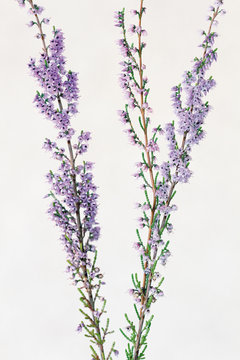 Brezo en flor, erica australis